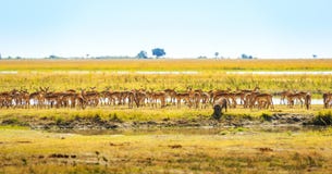 Animaux à l'abreuvoir en Afrique Photographie stock libre de droits Animaux à l'abreuvoir en Afrique Photographie stock libre de droits