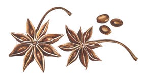 Anis d'étoile d'aquarelle avec des graines d'isolement sur le fond blanc illustration libre de droits Anis d'étoile d'aquarelle avec des graines d'isolement sur le fond blanc illustration libre de droits