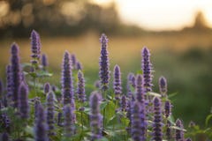 Anise hyssop royalty free stock photos Anise hyssop royalty free stock photos