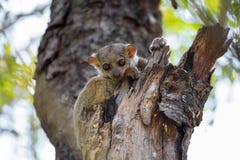 Ankarana sportive lemur, Madagascar stock photo Ankarana sportive lemur, Madagascar stock photo