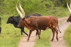 Ankole Cattle Crossing a Rural Road