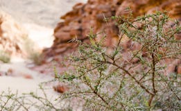 Anlage mit großen Spitzen und grünen Blättern vor dem hintergrund der Klippen der farbigen Schlucht in Ägypten Dahab Süd-Sinai stockfotos Anlage mit großen Spitzen und grünen Blättern vor dem hintergrund der Klippen der farbigen Schlucht in Ägypten Dahab Süd-Sinai stockfotos