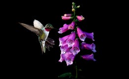 Anna`s Hummingbird with flowers of purple foxglove Stock Photography Anna`s Hummingbird with flowers of purple foxglove Stock Photography