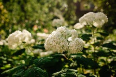 Annabelle Cluster Hydrangea Hortensie Treelike Bl?hender Strauch Annabelle ist die berühmteste Vielzahl der glatten Hortensie lizenzfreies stockbild Annabelle Cluster Hydrangea Hortensie Treelike Bl?hender Strauch Annabelle ist die berühmteste Vielzahl der glatten Hortensie lizenzfreies stockbild