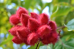 annattodetaljtree arkivbilder annattodetaljtree arkivbilder