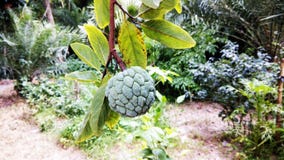 Annone auf einem Baum lizenzfreie stockbilder Annone auf einem Baum lizenzfreie stockbilder