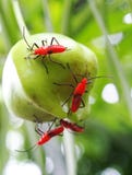 Anomalie d'assassin rouge images libres de droits Anomalie d'assassin rouge images libres de droits
