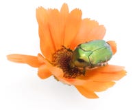 Anomalie verte sur une fleur de calendula images libres de droits Anomalie verte sur une fleur de calendula images libres de droits