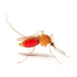 Anopheles mosquito. Royalty Free Stock Photos Anopheles mosquito. Royalty Free Stock Photos