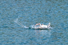 Anser del anser dell'oca selvatica che si pavoneggia e che lava le piume su un lago con il piede palmato nell'aria in primavera fotografia stock libera da diritti Anser del anser dell'oca selvatica che si pavoneggia e che lava le piume su un lago con il piede palmato nell'aria in primavera fotografia stock libera da diritti