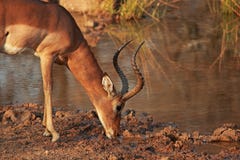 ANSICHT EINES NIPPENDEN WASSERS IMPALA-RAMS AM RAND EINES WASSER-POOLS stockbilder ANSICHT EINES NIPPENDEN WASSERS IMPALA-RAMS AM RAND EINES WASSER-POOLS stockbilder