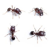 Ant