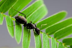Ant Stock Photography