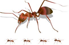 Ant Stock Photos