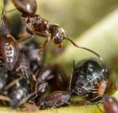 Ant Collects Milk On Aphids In Nature Stock Photo