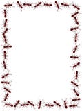 Ant Frame Royalty Free Illustration Ant Frame Royalty Free Illustration