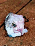 Ant with large pincher eating squid stock images Ant with large pincher eating squid stock images