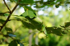 A ant nest on branches of trees stock photography A ant nest on branches of trees stock photography