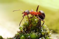 Ant On Grass Royalty Free Stock Photography