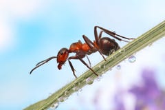 Ant Sits On A Blade Of Grass Covered With Drops Of Dew. Royalty Free Stock Image