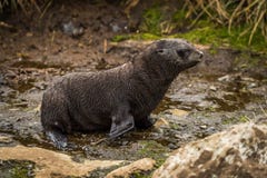 Antarctic fur seal pup waddling along riverbed royalty free stock photography Antarctic fur seal pup waddling along riverbed royalty free stock photography