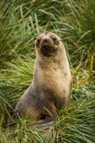 Antarctic fur seal seated in tussock grass royalty free stock photography Antarctic fur seal seated in tussock grass royalty free stock photography
