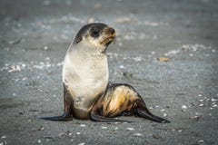 Antarctic fur seal sits on sandy beach stock photo Antarctic fur seal sits on sandy beach stock photo