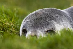 Antarctische Pelsrob, Antarctic Fur Seal, Arctocephalus gazella royalty free stock photography Antarctische Pelsrob, Antarctic Fur Seal, Arctocephalus gazella royalty free stock photography