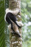 Anteater, βόρειο Tamandua Στοκ φωτογραφία με δικαίωμα ελεύθερης χρήσης Anteater, βόρειο Tamandua Στοκ φωτογραφία με δικαίωμα ελεύθερης χρήσης