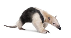 anteater πιαμένο tetradactyla tamandua Στοκ Φωτογραφία anteater πιαμένο tetradactyla tamandua Στοκ Φωτογραφία