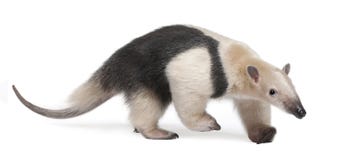 anteater πιαμένο tetradactyla tamandua Στοκ φωτογραφία με δικαίωμα ελεύθερης χρήσης anteater πιαμένο tetradactyla tamandua Στοκ φωτογραφία με δικαίωμα ελεύθερης χρήσης