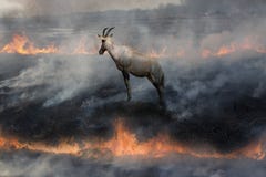 Antelope In fire land