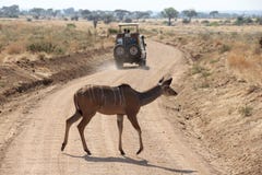 Antelope In A Family Union Getting Food At Ruaha National Park Tanzania Royalty Free Stock Photo Antelope In A Family Union Getting Food At Ruaha National Park Tanzania Royalty Free Stock Photo