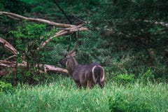 Antelope in savannah national park of kenya stock photography Antelope in savannah national park of kenya stock photography