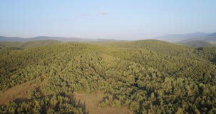 Antena strzelająca: Lot nad zielonym lasem w Karpackich górach zbiory wideo Antena strzelająca: Lot nad zielonym lasem w Karpackich górach zbiory wideo