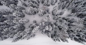 Antena vertical aérea dianteira acima da terra nevado com tempo nublado do mau forestCloudy das madeiras Dolomites do inverno ita vídeos de arquivo Antena vertical aérea dianteira acima da terra nevado com tempo nublado do mau forestCloudy das madeiras Dolomites do inverno ita vídeos de arquivo
