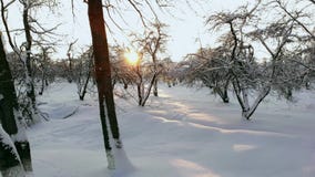 ANTENA ZAMKNIĘTA W GÓRĘ latania nad zamarzniętymi treetops w śnieżnym mieszanym lesie przy mglistym wschód słońca Złoty słońca wy zbiory ANTENA ZAMKNIĘTA W GÓRĘ latania nad zamarzniętymi treetops w śnieżnym mieszanym lesie przy mglistym wschód słońca Złoty słońca wy zbiory