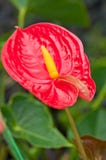 Anthurium Flower Stock Image