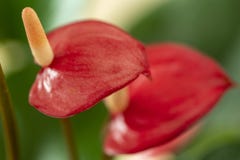 Anthurium - Rode Flamingobloem royalty-vrije stock foto's Anthurium - Rode Flamingobloem royalty-vrije stock foto's