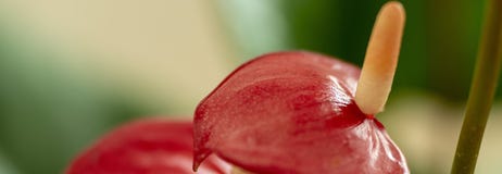 Anthurium - röd flamingoblomma royaltyfria foton Anthurium - röd flamingoblomma royaltyfria foton