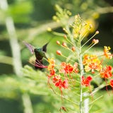 Antillean Crested Hummingbird (Orthorhyncus cristatus) royalty free stock photography Antillean Crested Hummingbird (Orthorhyncus cristatus) royalty free stock photography