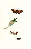 Antique Illustration of Colourful Moth