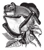 Antique Vintage Rose Illustration Vector Clipart Stock Images Antique Vintage Rose Illustration Vector Clipart Stock Images