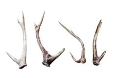 Antler stock photo Antler stock photo
