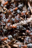Ants Royalty Free Stock Photo