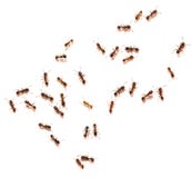 Ants