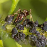 Ants And Aphids On The Plant Royalty Free Stock Photography