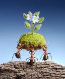 Ants bring living nature on dead rocks, concept