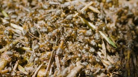 Ants building an anthill. Colony insects. Macro. Red forest ants. Anthill in the forest closeup royalty free stock photo Ants building an anthill. Colony insects. Macro. Red forest ants. Anthill in the forest closeup royalty free stock photo