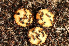 Ants Eating Crackers Royalty Free Stock Photo Ants Eating Crackers Royalty Free Stock Photo